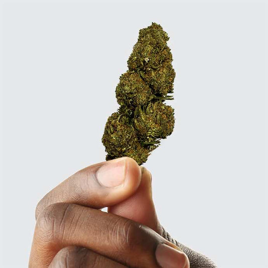 Fleur CBD Blueberry Greenhouse — >10% CBD | Greenvaya